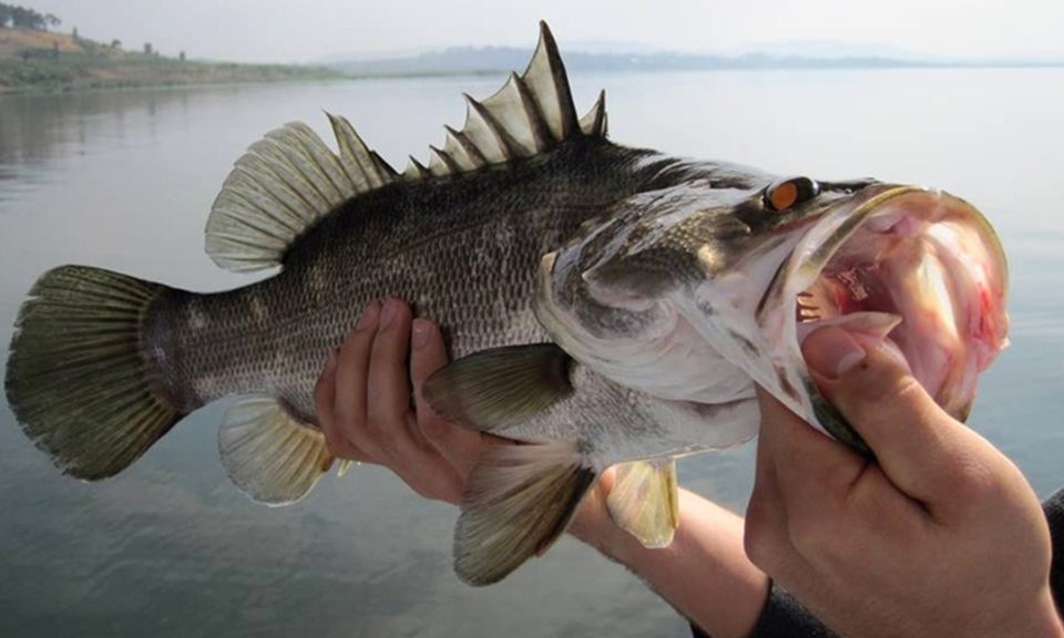 Sport Fishing in Murchison Falls National Park