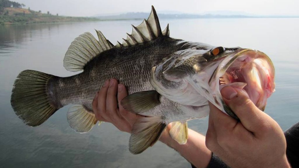 Sport Fishing in Murchison Falls National Park