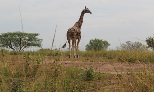 Africa safari destinations