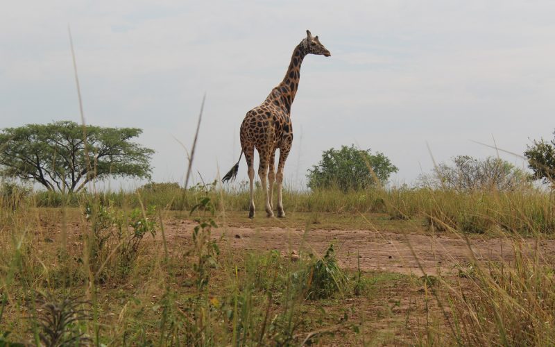 Africa Tours