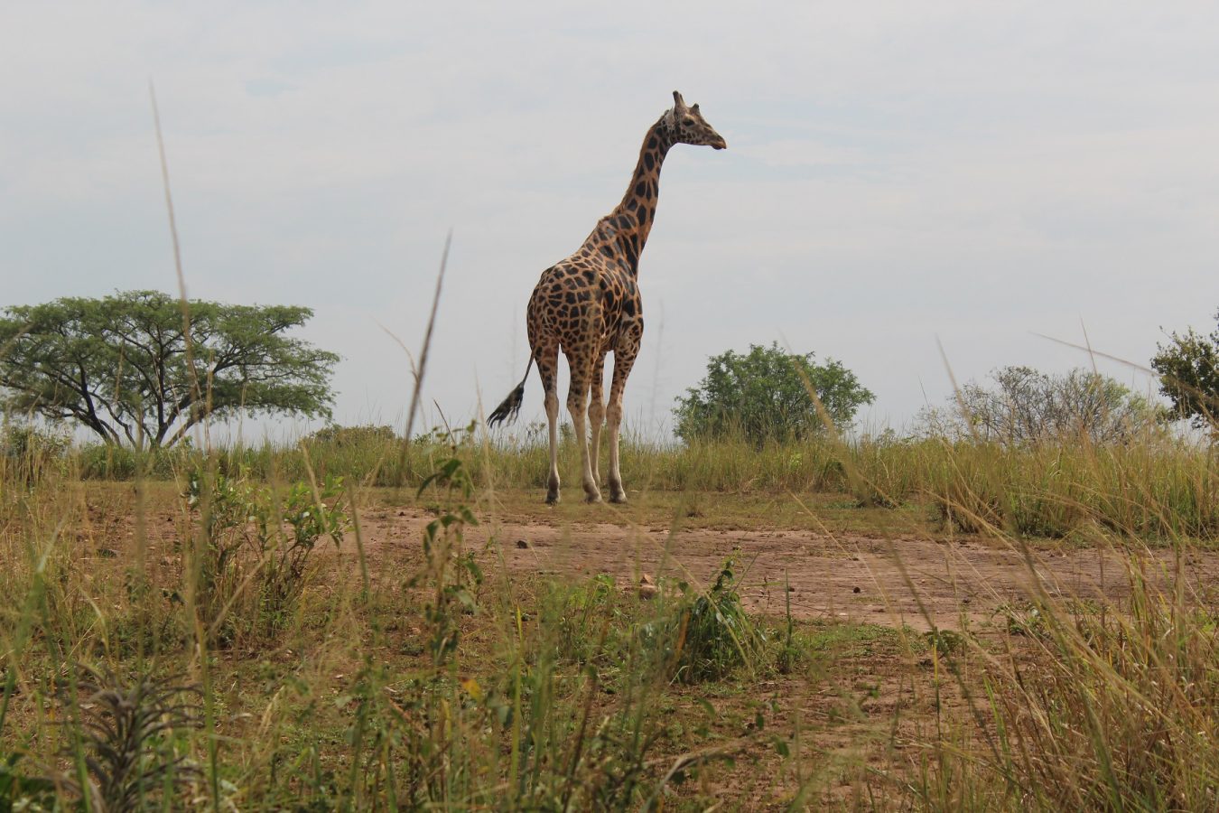 Kenya Wildlife Safaris Tour