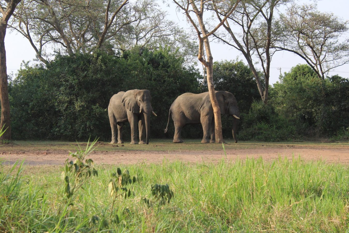 Wildlife Tours to Uganda