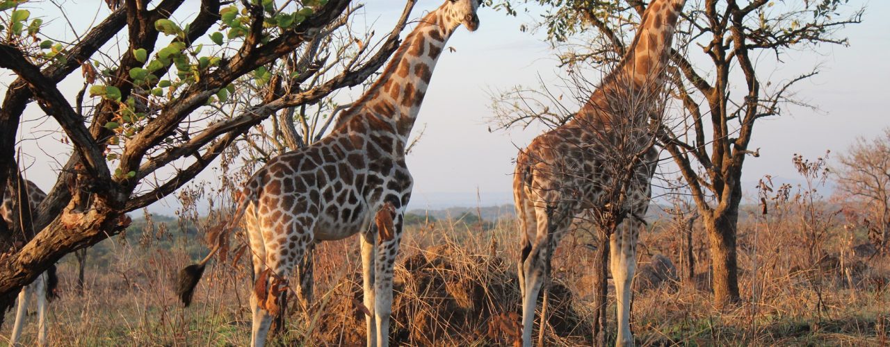 Akagera Rwanda Wildlife Safari