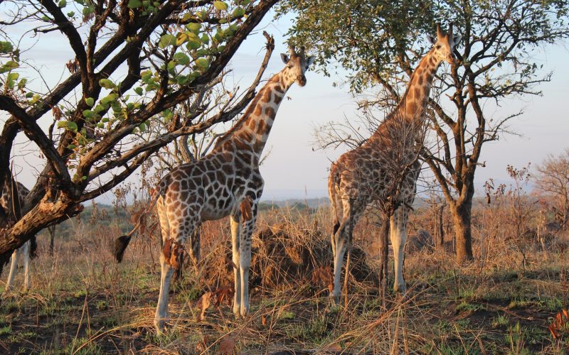 Africa Tours