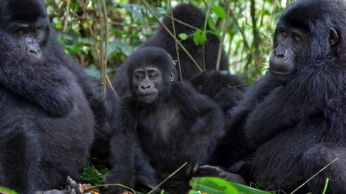 Mountain Gorilla Habituation Process