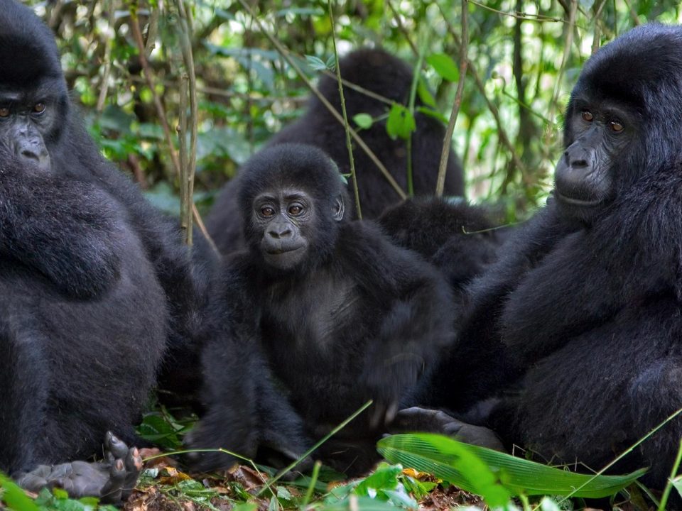 Mountain Gorilla Habituation Process