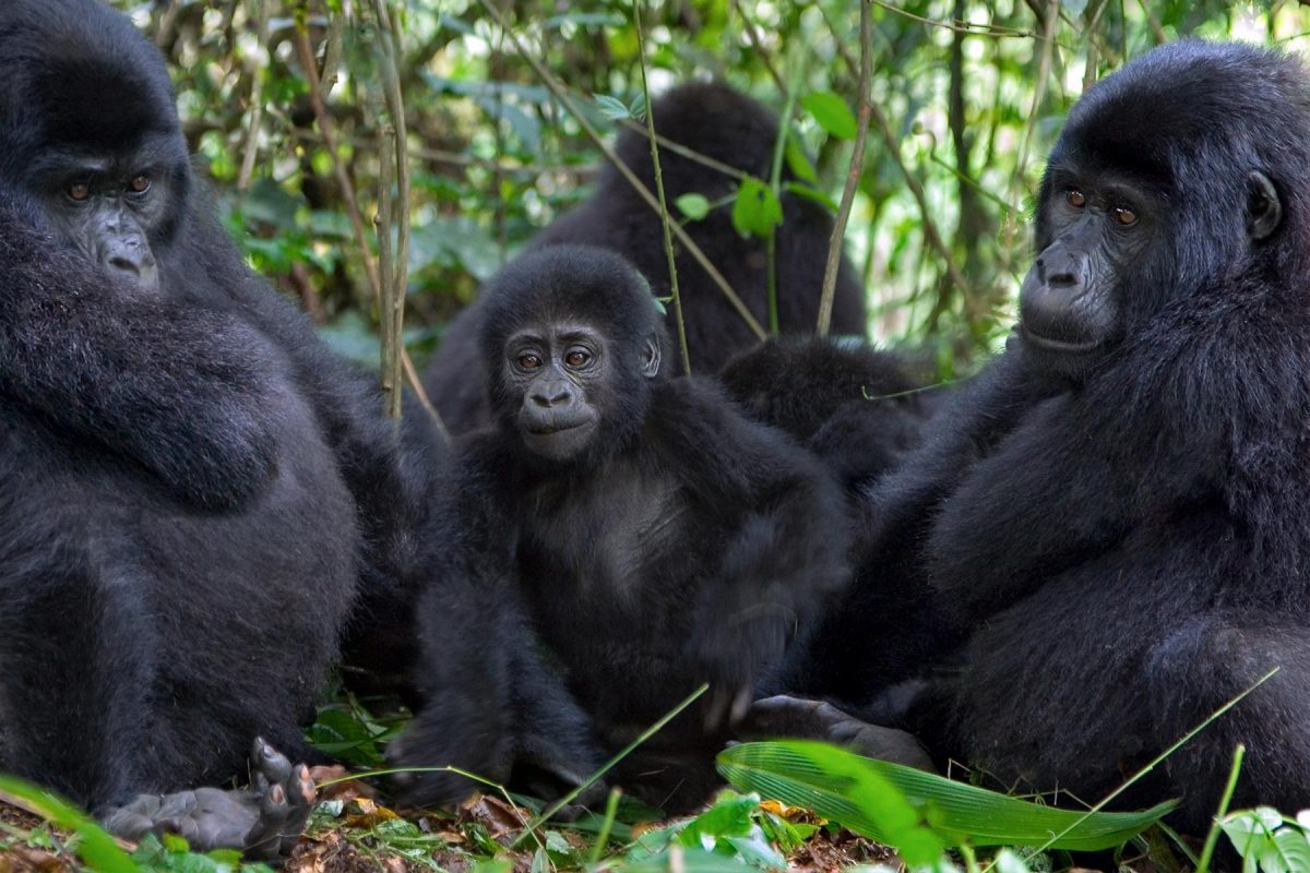 Mountain Gorilla Habituation Process