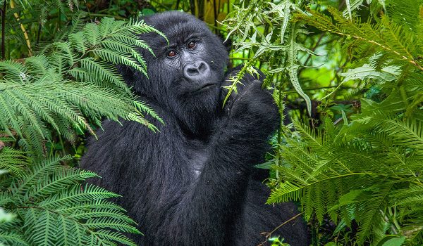 Gorilla Trekking in Africa