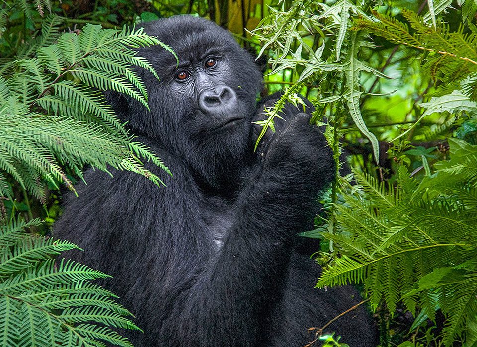 Gorilla Trekking in Africa