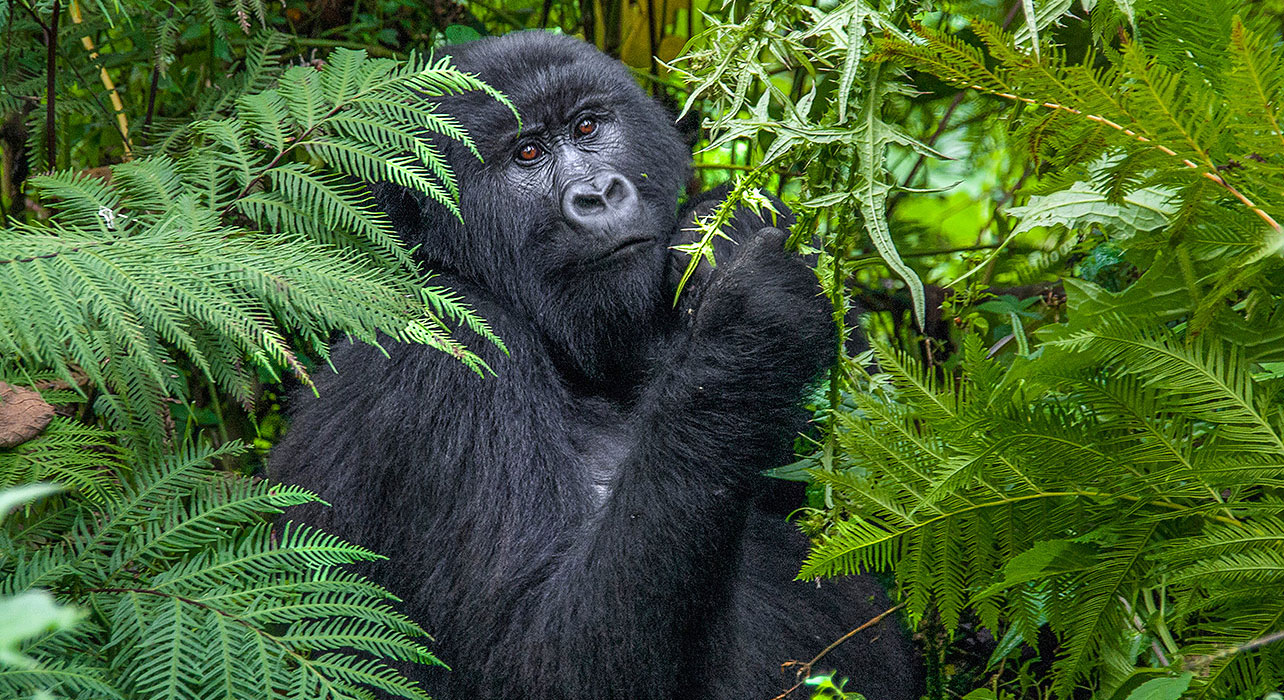 Gorilla Trekking in Africa