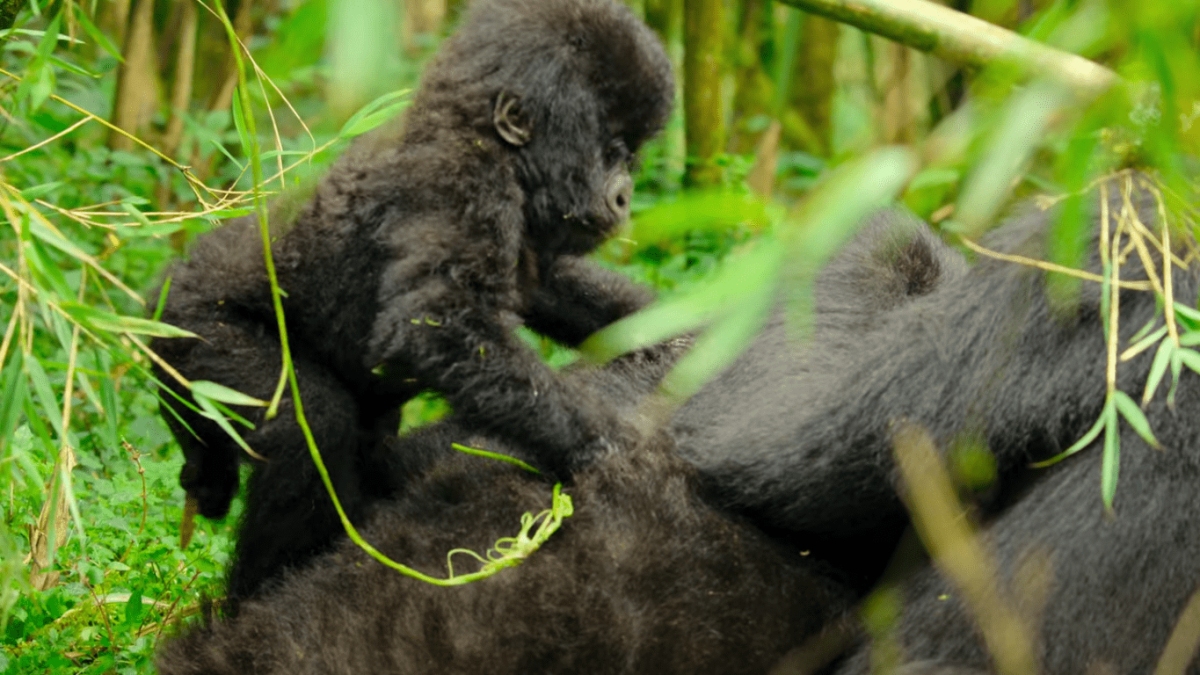 Bwindi Impenetrable Forest Gorilla Trekking