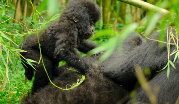 Bwindi Impenetrable Forest Gorilla Trekking