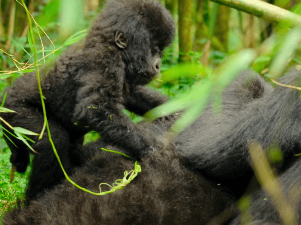 Bwindi Impenetrable Forest Gorilla Trekking