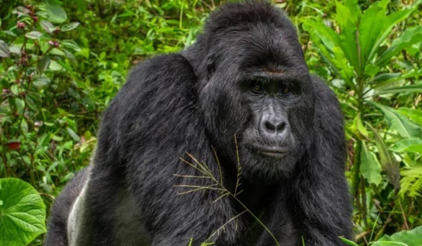 Bwindi Gorilla Trekking Safaris