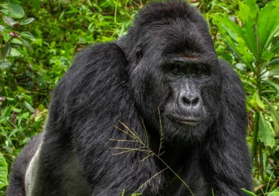 Bwindi Gorilla Trekking Safaris