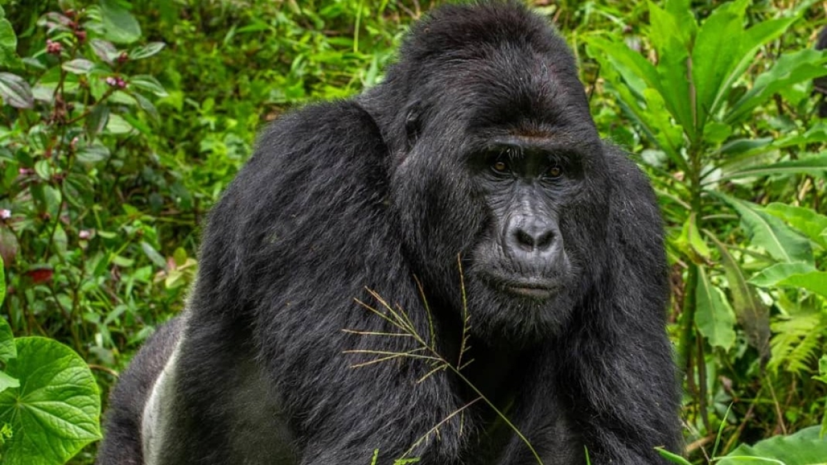 Double Gorilla Trekking in Uganda