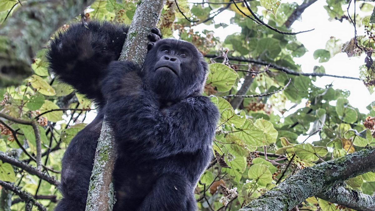 Rwanda Gorilla Trekking Safari