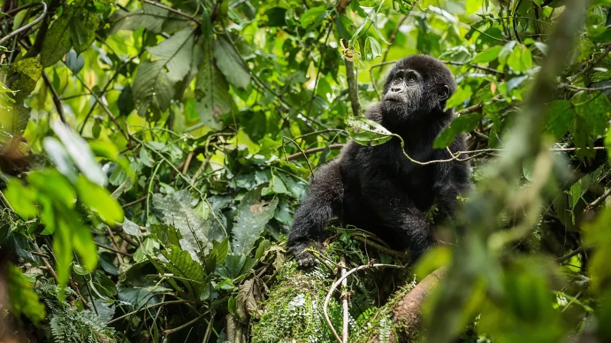 Rwanda Gorilla Safari Tour