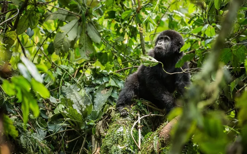 Rwanda Gorilla Safari Tour