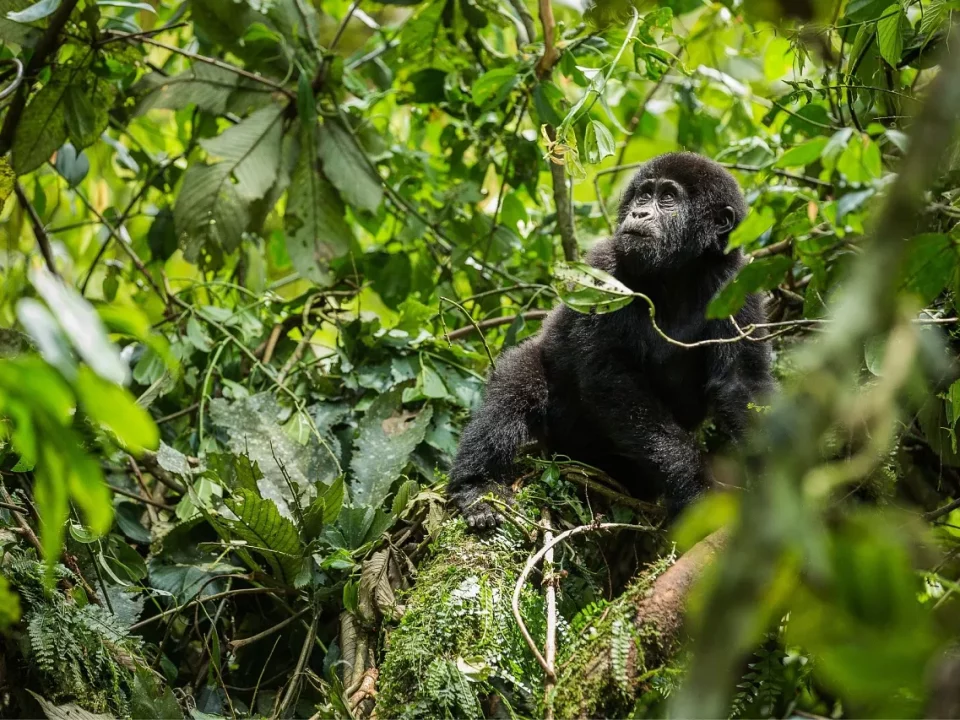 Rwanda Gorilla Safari Tour