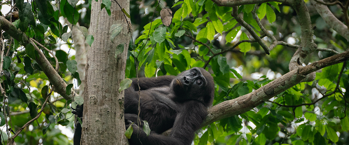 Why is Rwanda Called Land of Thousand Hills?