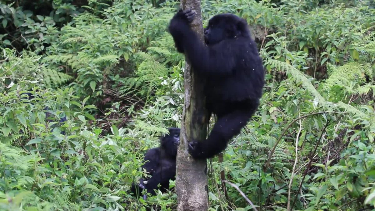 Gorilla Trekking Bwindi from Kigali City
