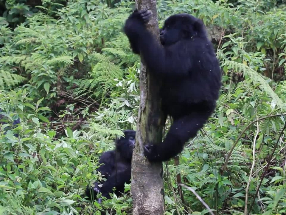 Gorilla Trekking Bwindi from Kigali City