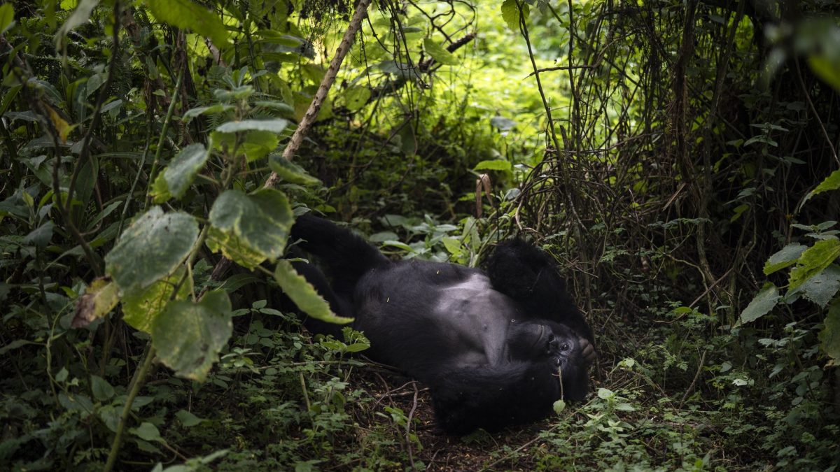 Uganda Gorilla Trekking Safari