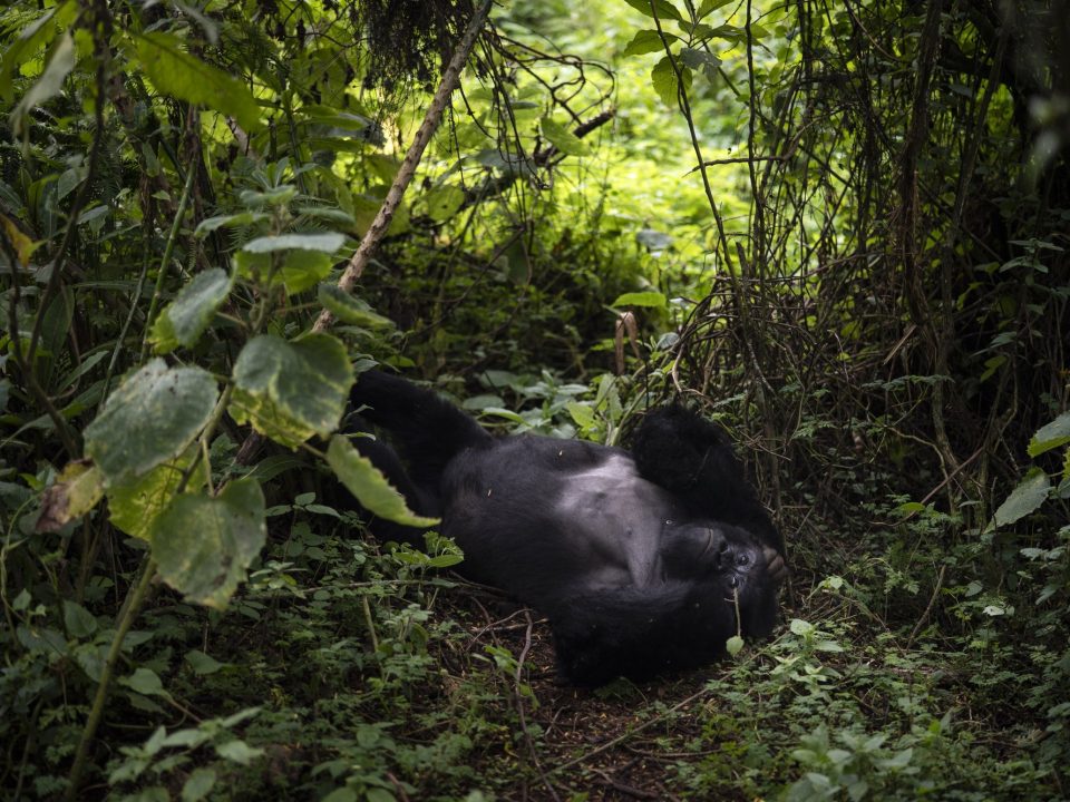 Rwanda Gorilla Trekking 3-Day Safari
