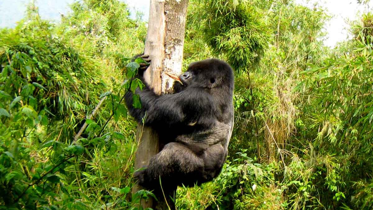 Bwindi Gorilla Trekking Tours