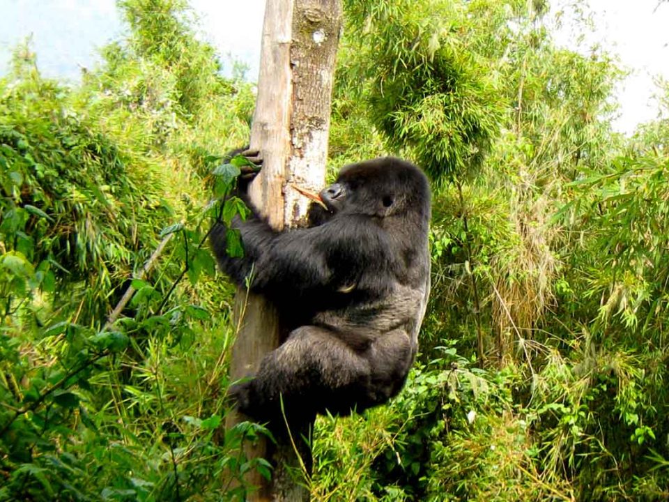 Bwindi Gorilla Trekking Tours
