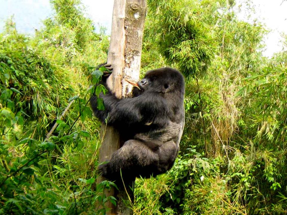 Gorilla Trekking Tours