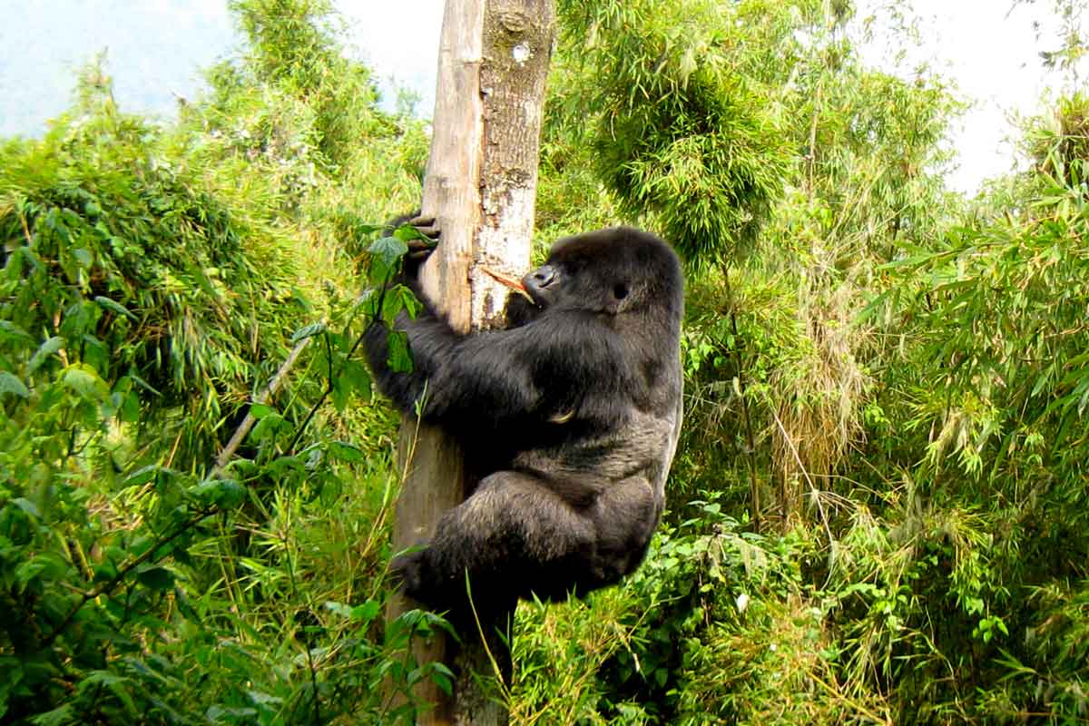 Bwindi Gorilla Trekking Tours