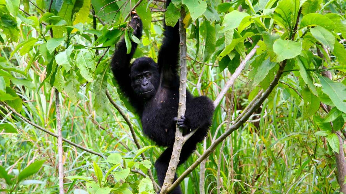 Can I Go Gorilla Trekking in Uganda from a Tarangire Safari