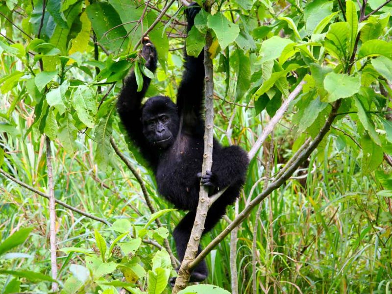 Rwanda Gorilla Trekking & Chimps 5-Day Tour