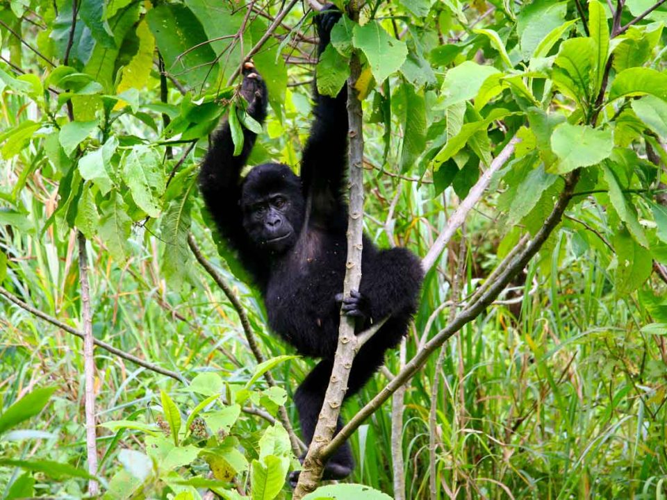 Can I Go Gorilla Trekking in Uganda from a Tarangire Safari