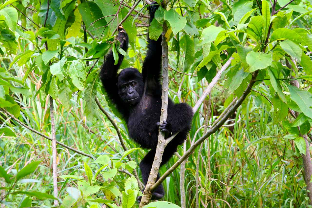 Can I Go Gorilla Trekking in Uganda from a Tarangire Safari