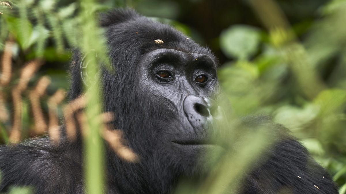 Rwanda Safari Tour Holiday