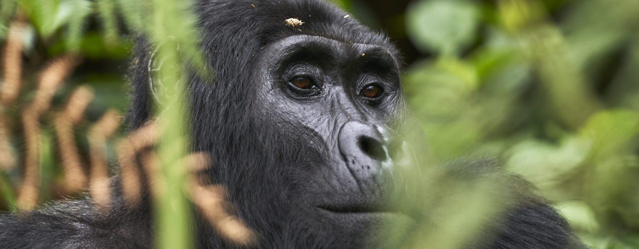 Rwanda Safari Tour Holiday