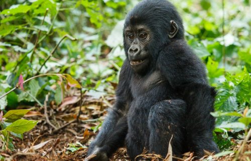 Rwanda Luxury Gorilla Tour