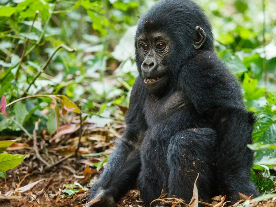 Rwanda Luxury Gorilla Tour