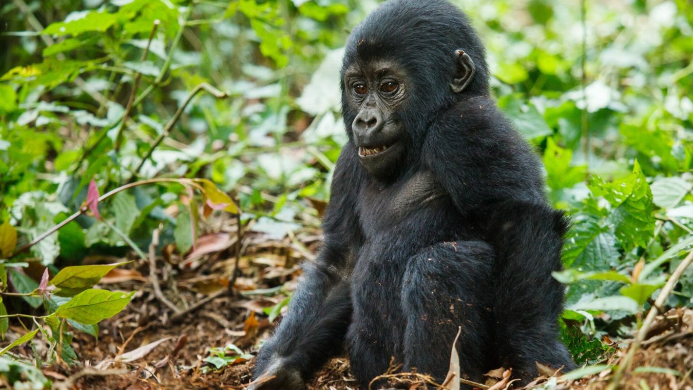 Gorilla Trekking Rwanda with Zanzibar