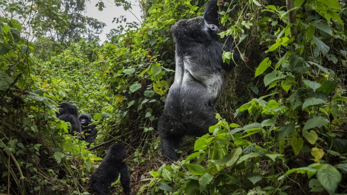 Is Gorilla Trekking in Uganda