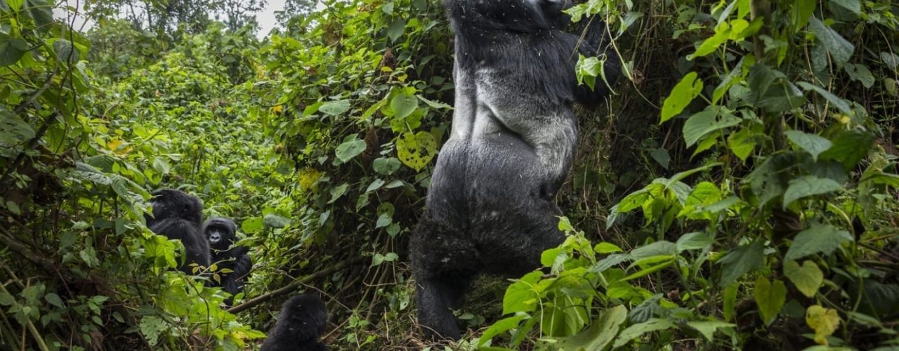 Rwanda Wildlife & Gorilla Trekking 4-Days Safari