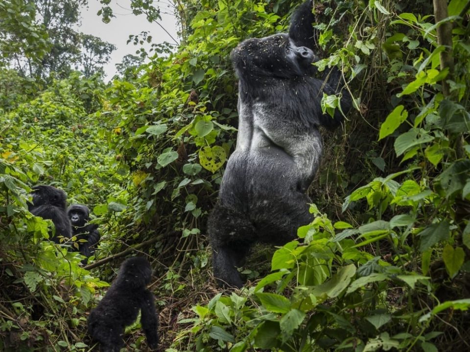 Rwanda Gorilla Safari