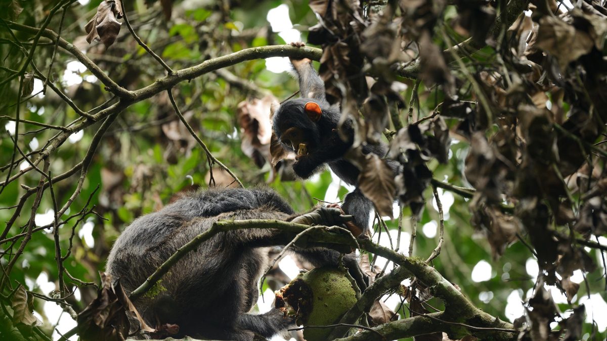 Chimpanzee Tracking in Budongo Forest Reserve