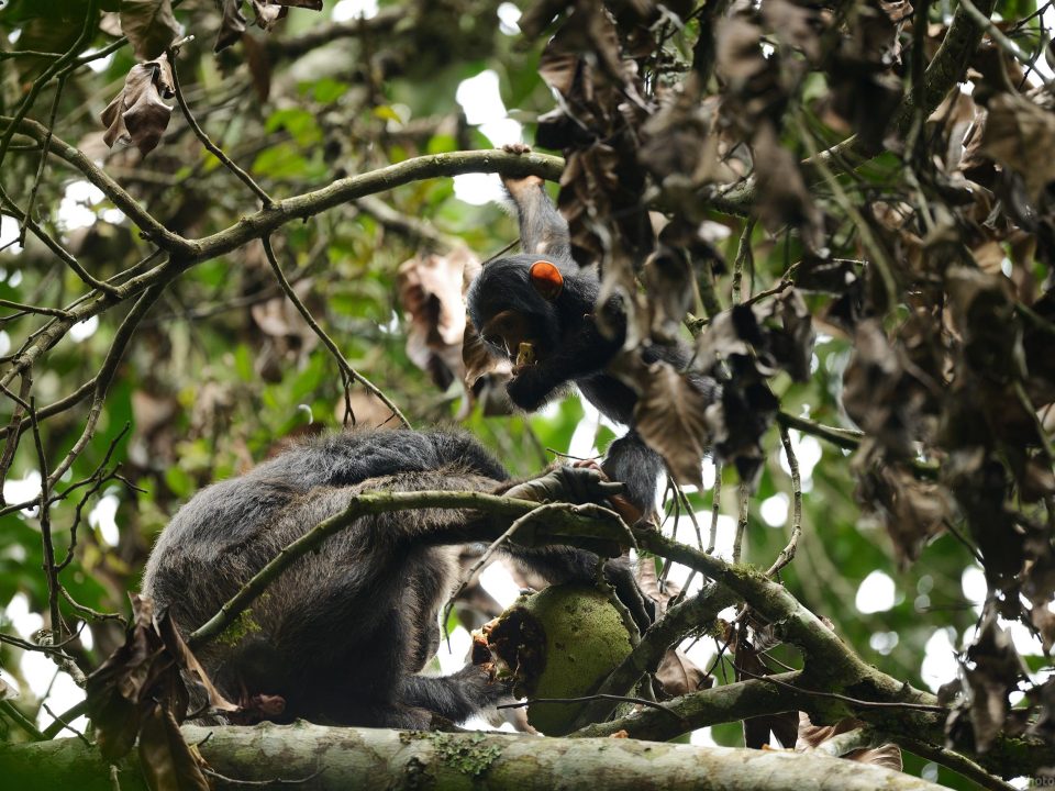 Chimpanzee Tracking in Budongo Forest Reserve