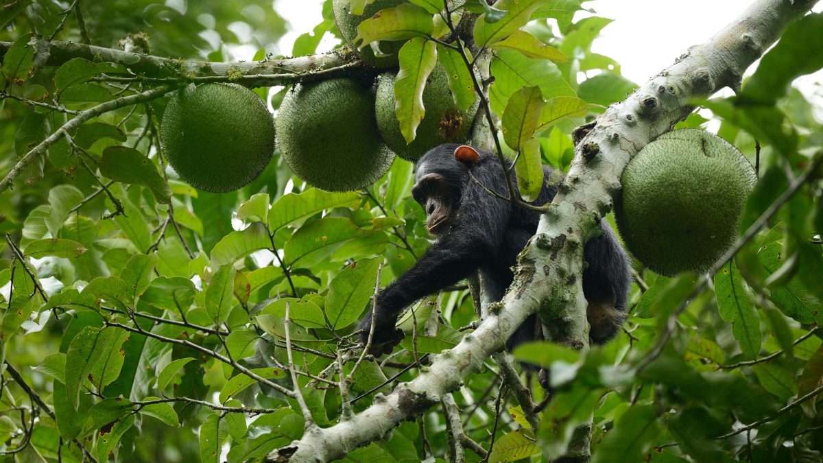 3 Days Rwanda Chimpanzee Tracking