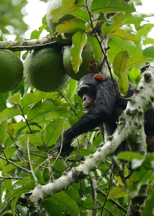 Rwanda Chimpanzee Tracking Safaris Tour