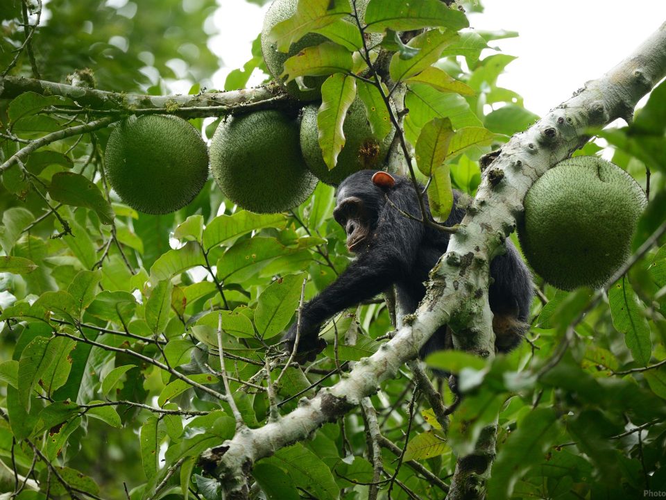 3 Days Rwanda Chimpanzee Tracking